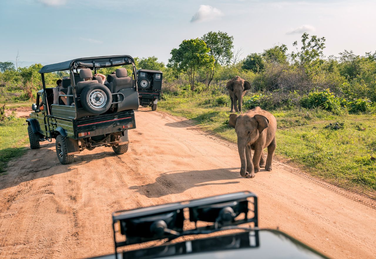 Kanha safari experience