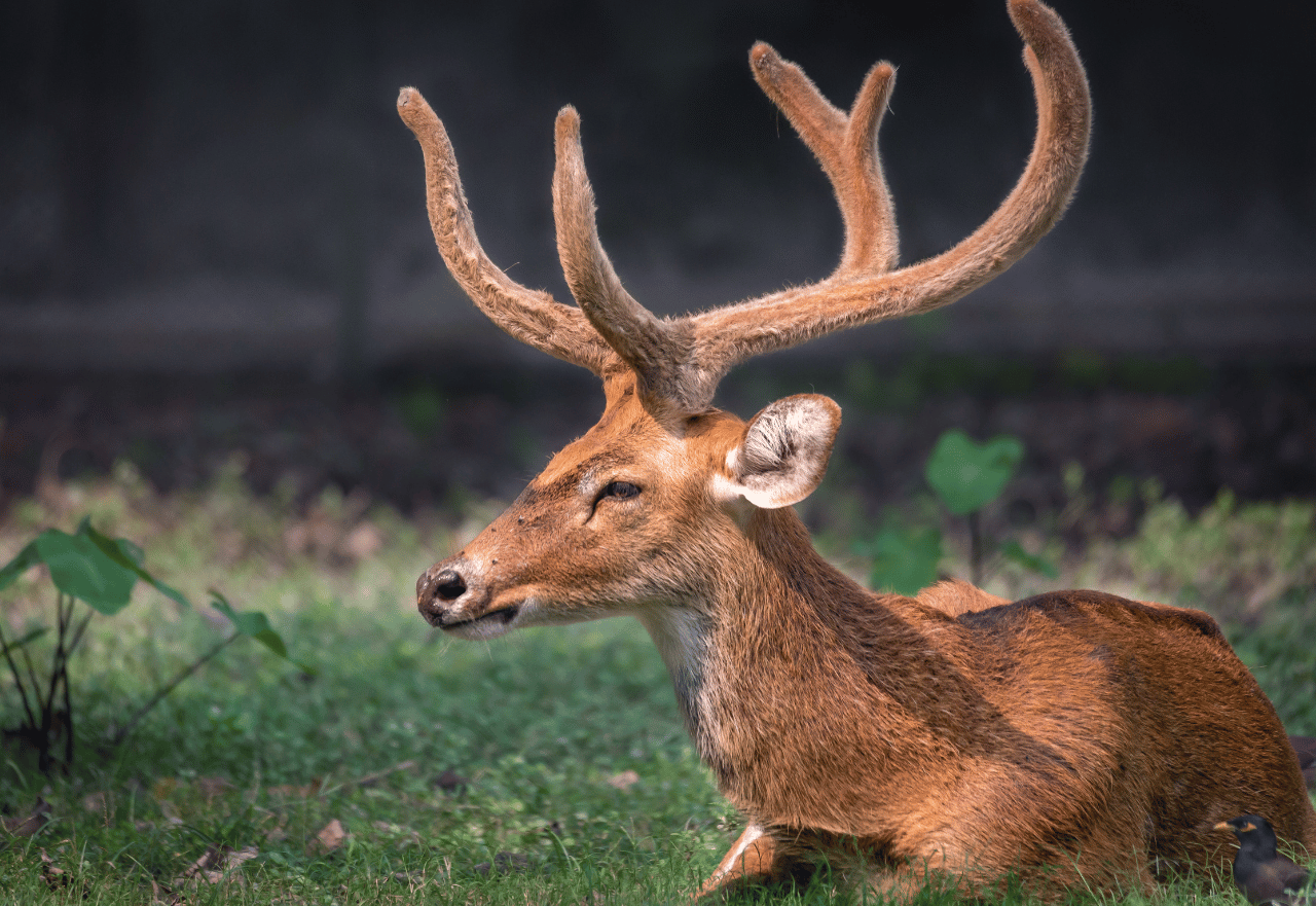 Kanha National Park Tour
